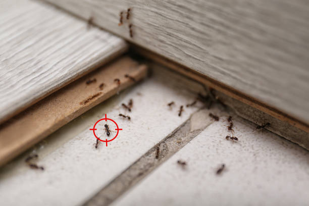 Best Residential Pest Control  in Lennox, SD