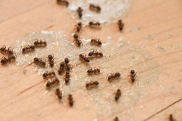 Best Wasp Removal Services  in Lennox, SD