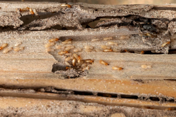 Best Best Pest Control Companies  in Lennox, SD